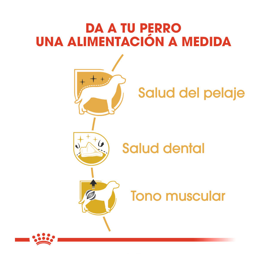 7.5 kg Royal Canin Adult Poodle pienso para perros, , large Imagen numero 6